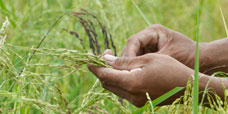 Philippinischer Bauer im Reisfeld