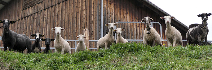 Wer guckt denn uns da an?