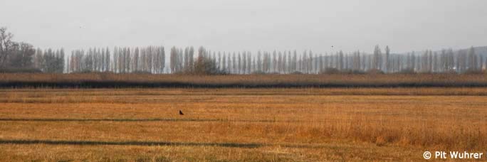 Wollmatinger Ried © Pit Wuhrer